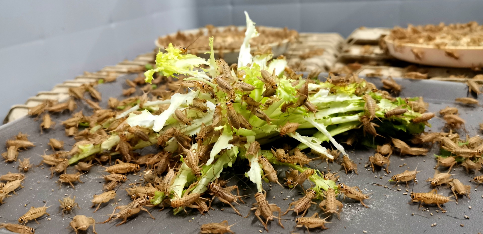 grillos-vivos-alimento-vivo-tenebrio